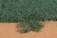 BLATTERFLOR W.GRUN28X14CM