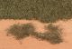 BLATTERFLOR H.GRUN 28X14CM