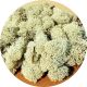 ISLANDMOOS GRAU 30G